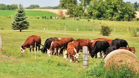 Service Provider of Animal Feed Grasses in Hydrabad, Telangana, India.